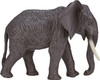 African Elephant