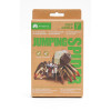 Deep Jungle Jumping Spider