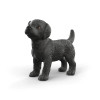 Black Labrador Retriever Puppy