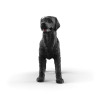 Black Labrador Retriever Female