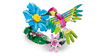 Colorful Hummingbird