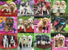 Puppy Pals (500 Piece Puzzle) 2