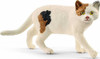 American Shorthair Cat 1