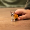 Welsh Corgie