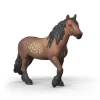 North Swedish Cold Blooded Mare