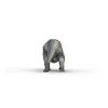 Triceratops