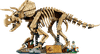 Dinosaur Fossils Triceratops