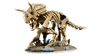 Dinosaur Fossils Triceratops