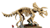 Dinosaur Fossils Triceratops