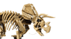 Dinosaur Fossils Triceratops