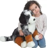 Aspen Australian Shepherd 3