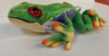 Real Planet Tree Frog