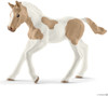 Paint Horse Foal 1
