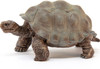 Giant Tortoise 5