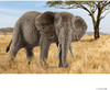 African Elephant, Female 1