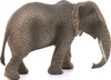 African Elephant, Female 3