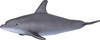 Bottlenose Dolphin 3