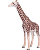 Giraffe Male 4