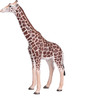 Giraffe Male 5