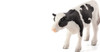 Holstein Calf Standing 1