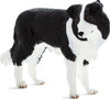 Border Collie 1