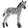 Zebra Foal 3