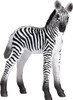 Zebra Foal 4