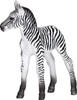 Zebra Foal 5