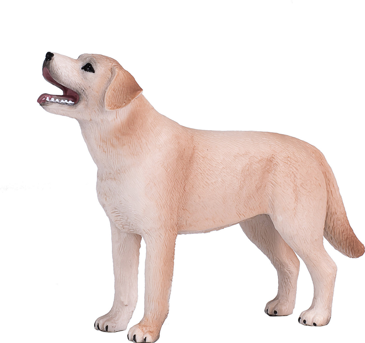 Labrador 4