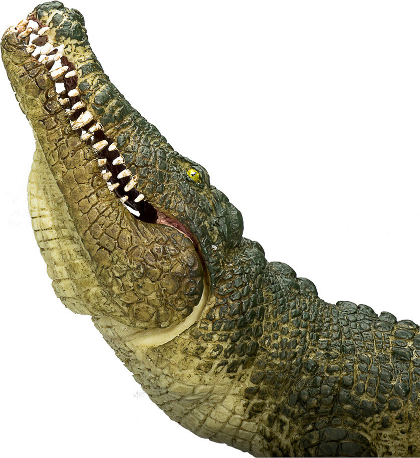 Crocodile with Articulated Jaw 4