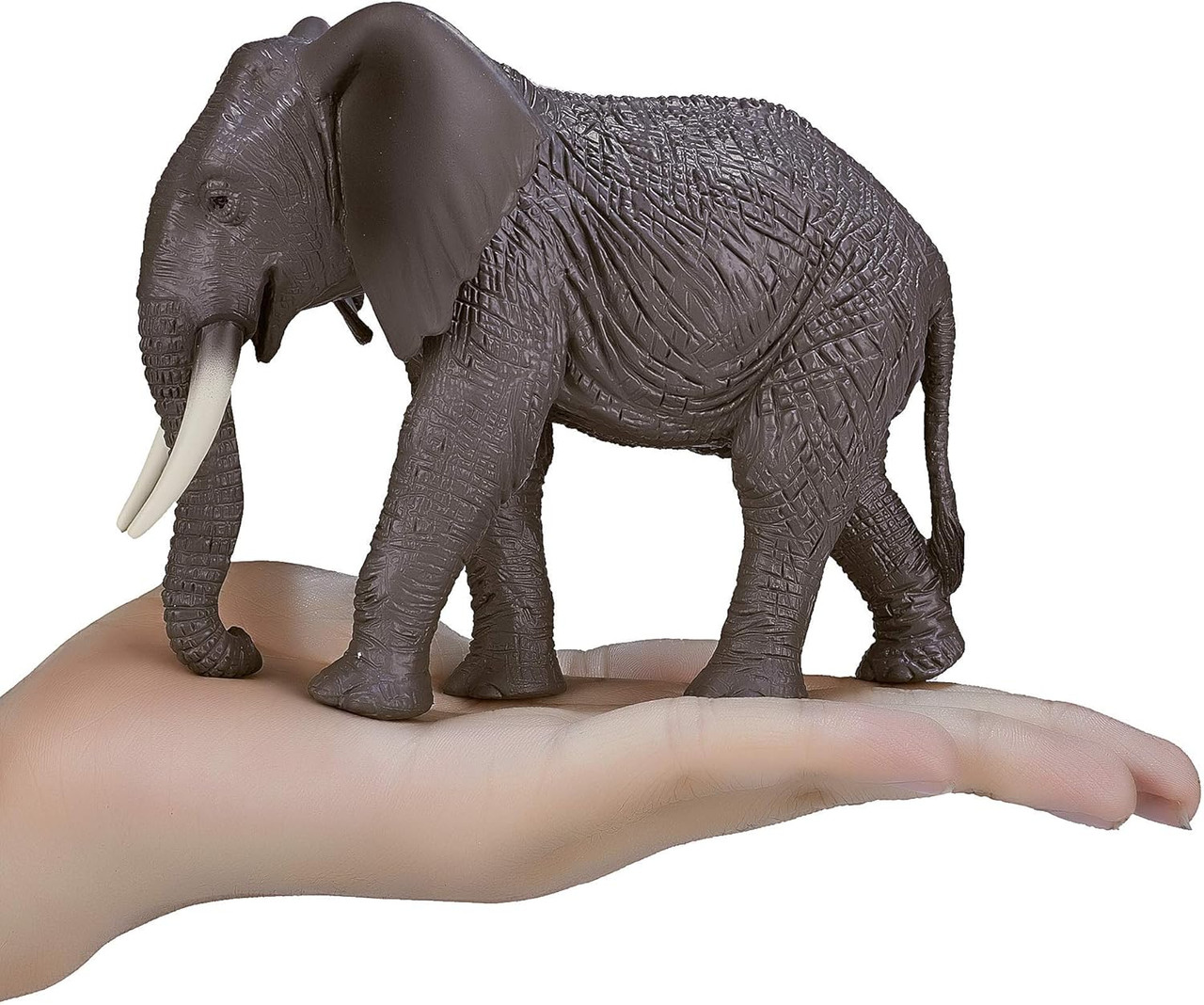 African Elephant