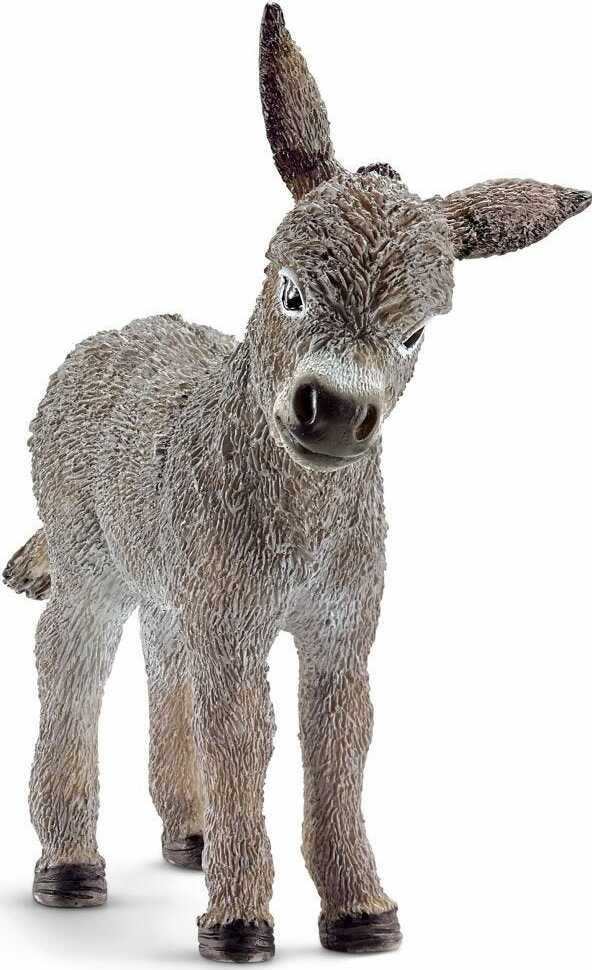 Donkey Foal 1