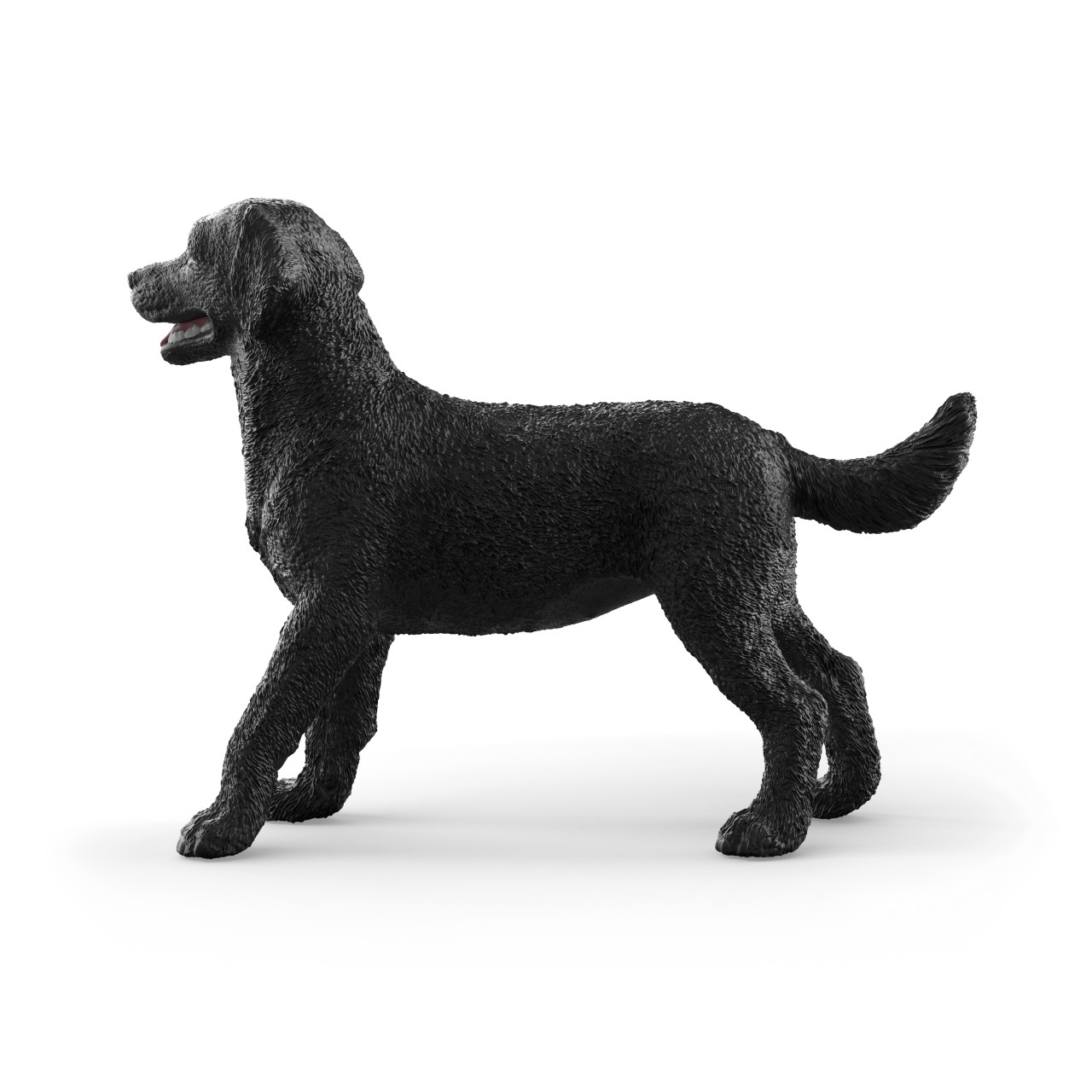 Black Labrador Retriever Female