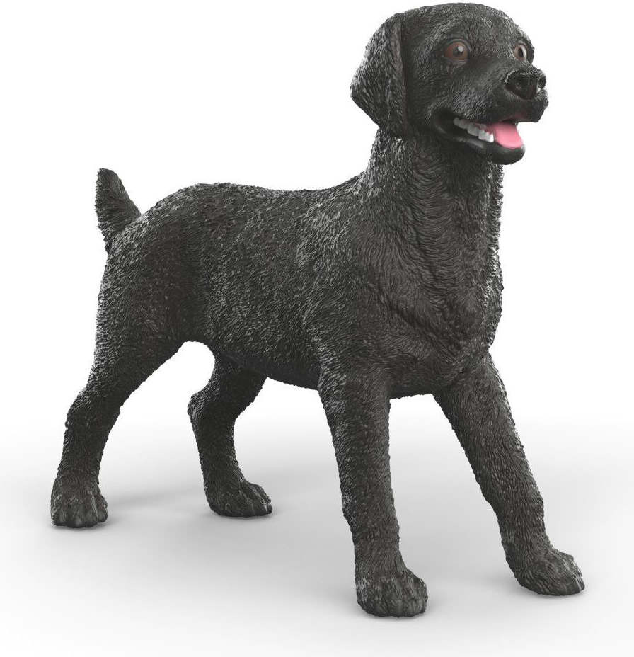 Black Labrador Retriever Female 1