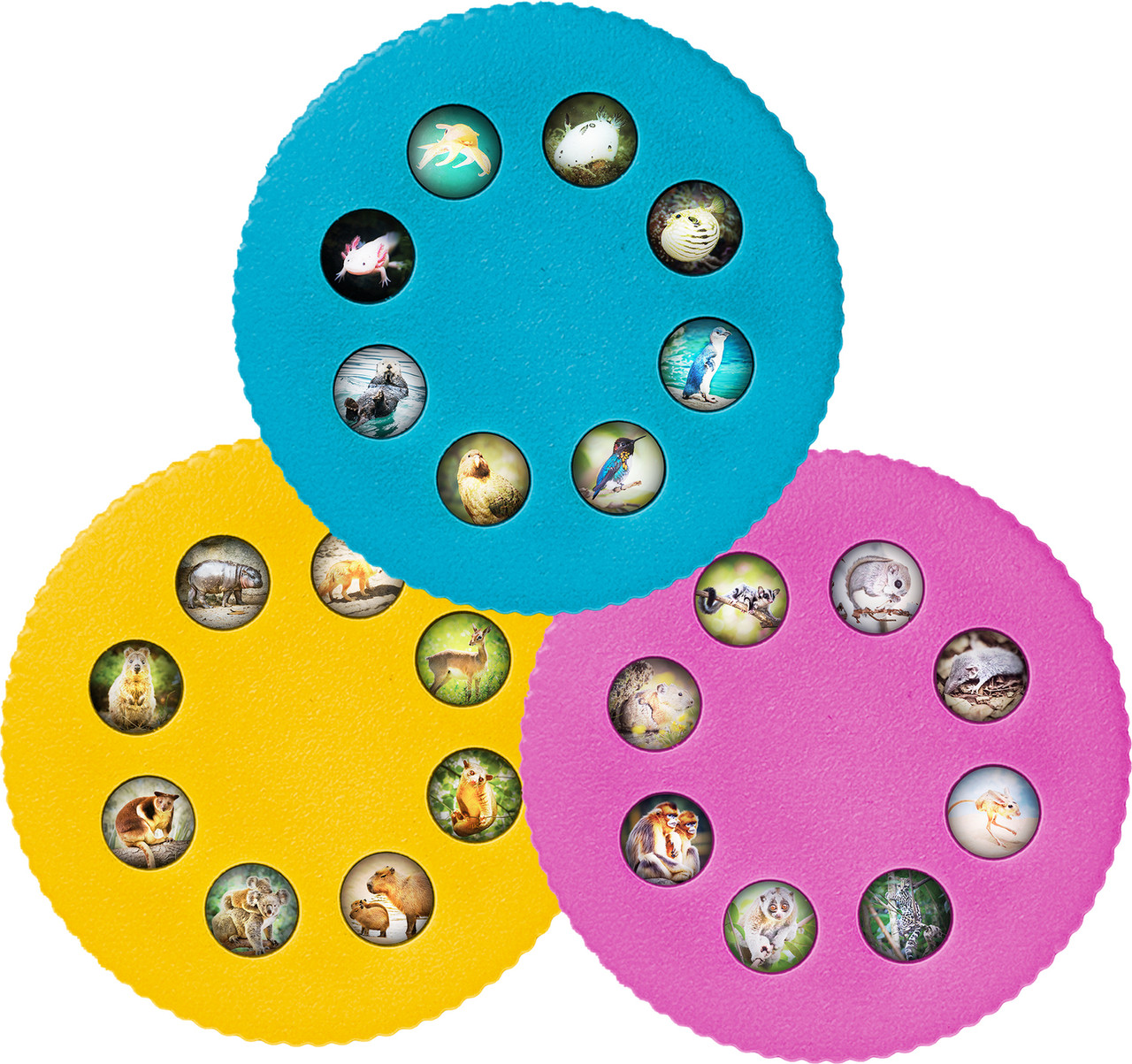 Wonder Lights: Cute Animals - Educational Flashlight Projector 2