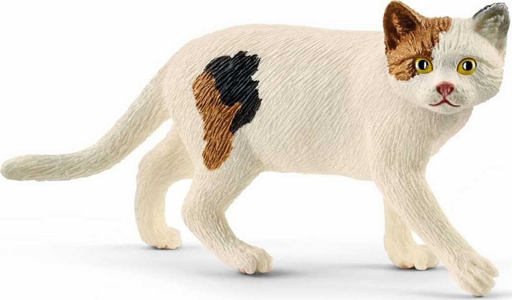 American Shorthair Cat 1