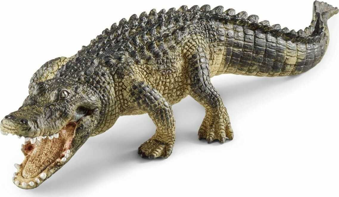 Alligator 1