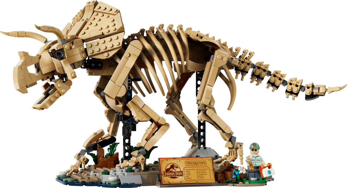Dinosaur Fossils Triceratops