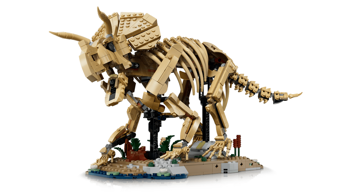 Dinosaur Fossils Triceratops
