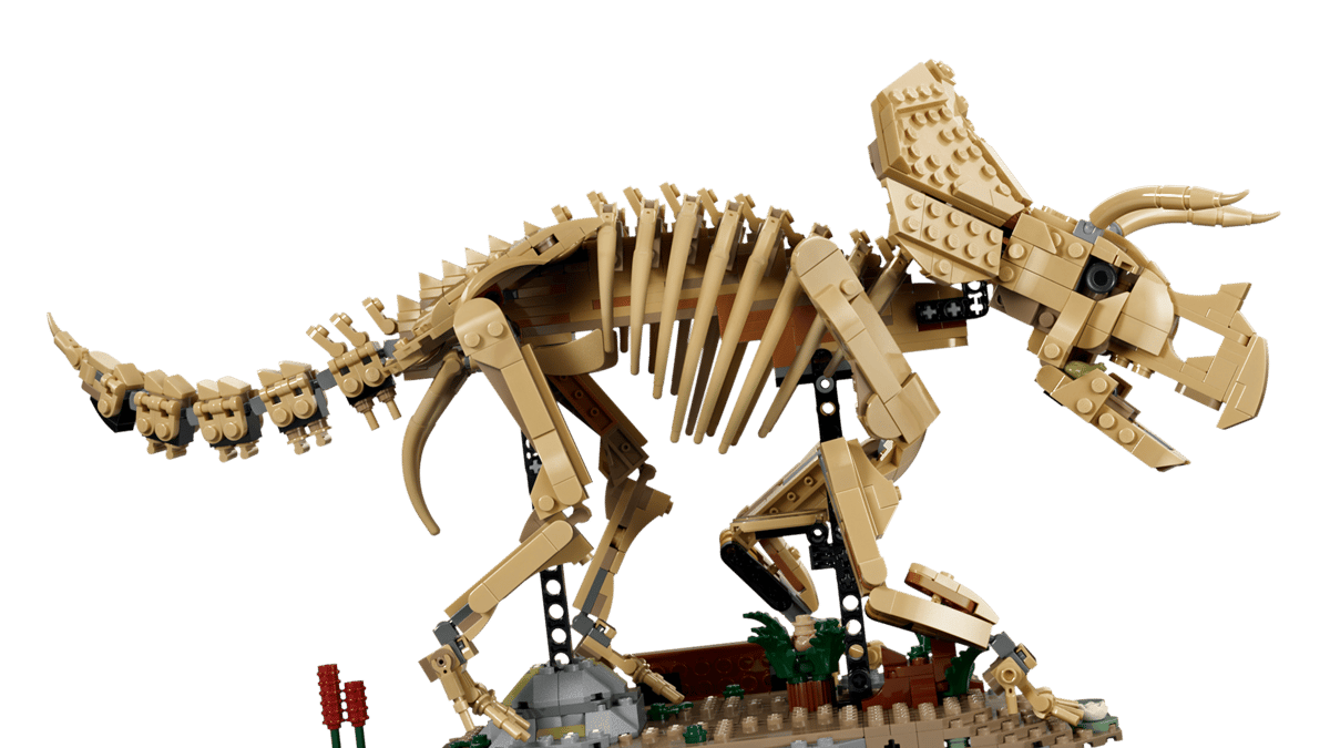 Dinosaur Fossils Triceratops