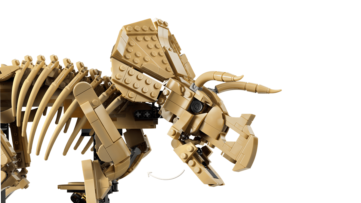 Dinosaur Fossils Triceratops