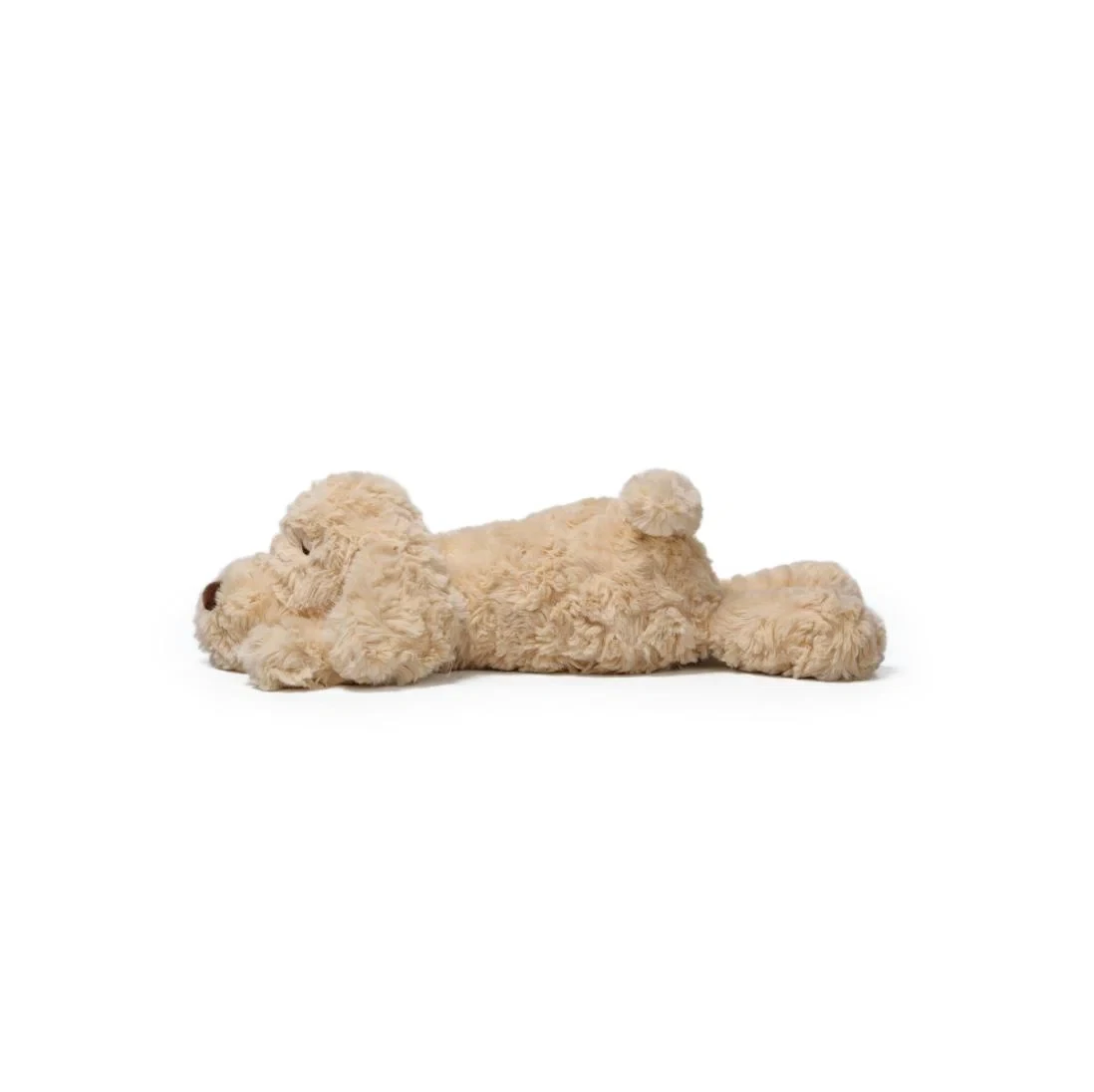 Sleepwalking Labrador