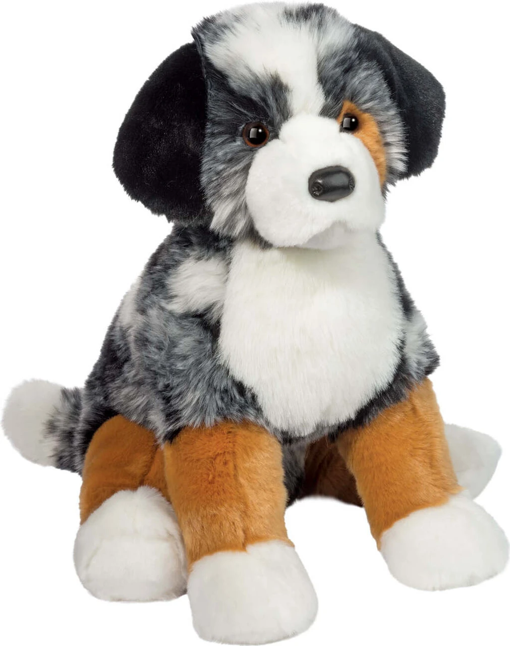 Aspen Australian Shepherd 1