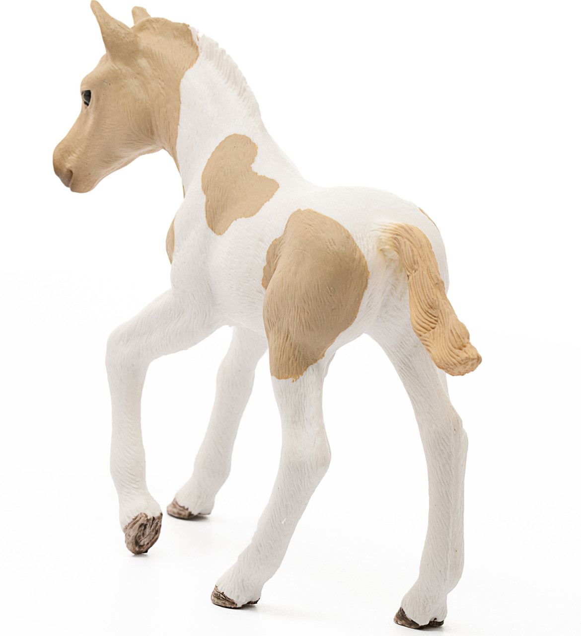 Paint Horse Foal 5