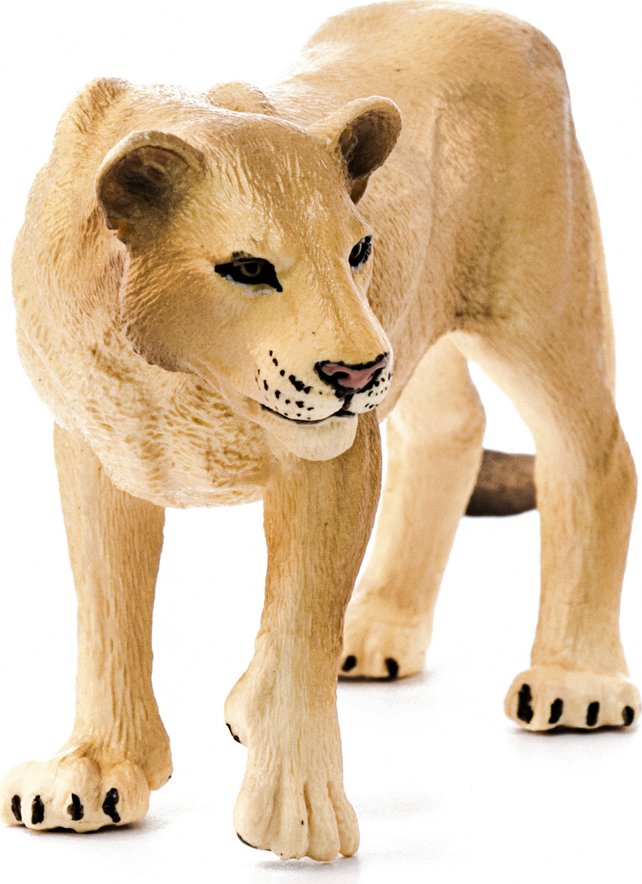 Lioness 3