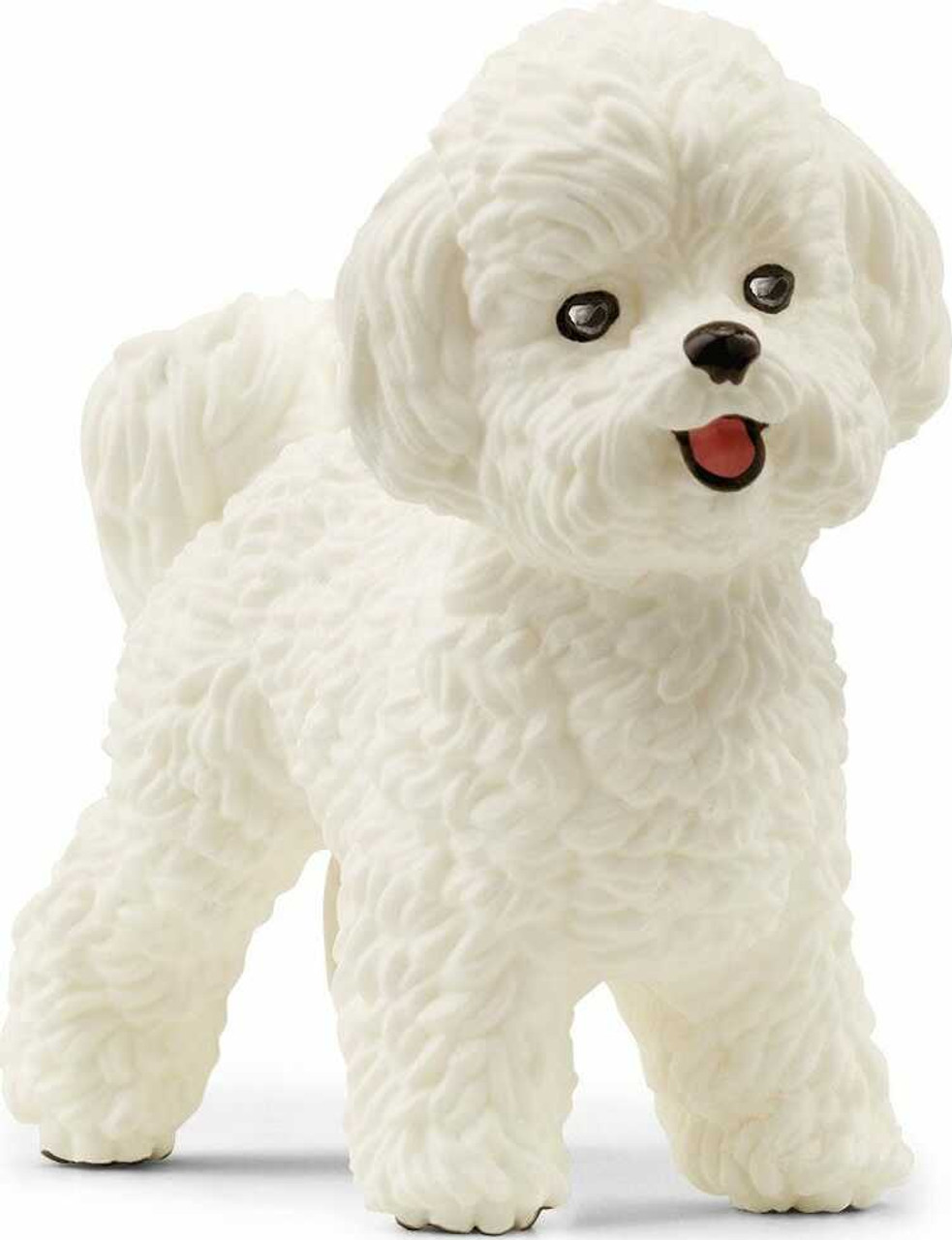 Bichon Frise 1