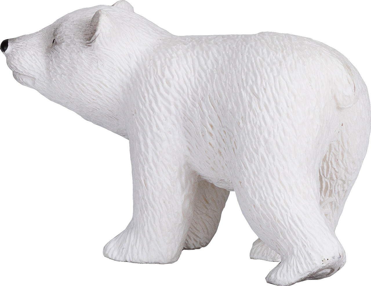 Polar Bear Cub Walking 3