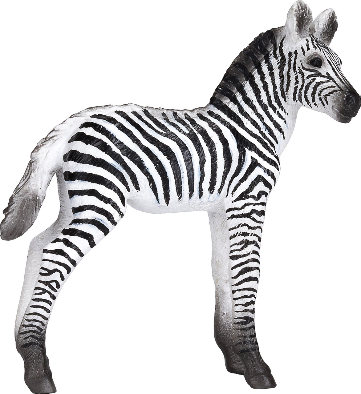 Zebra Foal 2