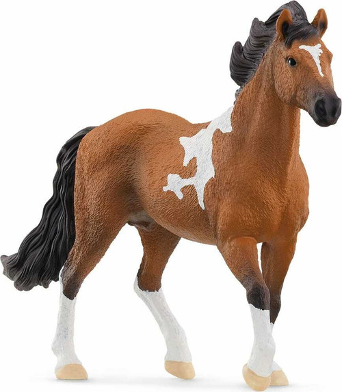 Mangalarga Marchador Stallion 1