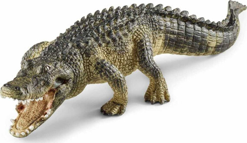 Alligator 1